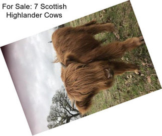 For Sale: 7 Scottish Highlander Cows