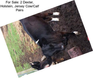 For Sale: 2 Dexter, Holstein, Jersey Cow/Calf Pairs