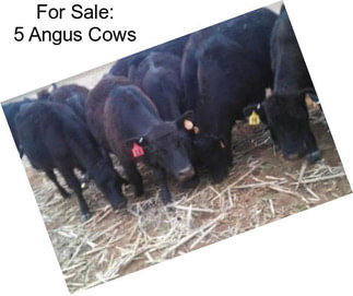 For Sale: 5 Angus Cows