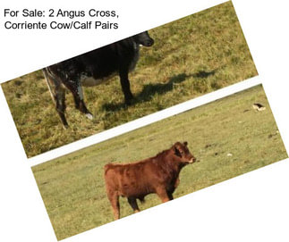 For Sale: 2 Angus Cross, Corriente Cow/Calf Pairs