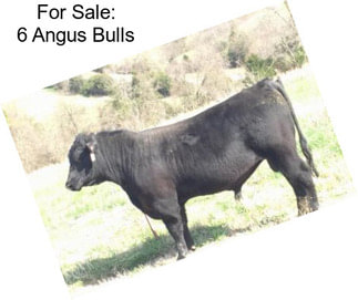 For Sale: 6 Angus Bulls