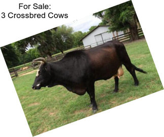 For Sale: 3 Crossbred Cows