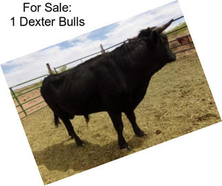 For Sale: 1 Dexter Bulls