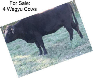 For Sale: 4 Wagyu Cows