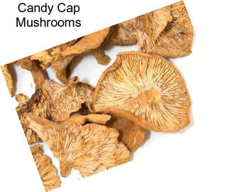 Candy Cap Mushrooms