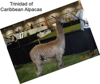 Trinidad of Caribbean Alpacas