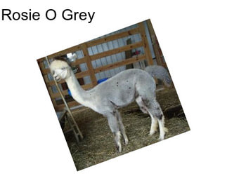 Rosie O Grey