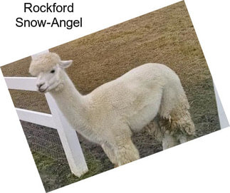 Rockford Snow-Angel