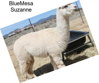 BlueMesa Suzanne