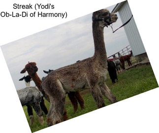 Streak (Yodi\'s Ob-La-Di of Harmony)