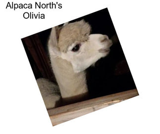 Alpaca North\'s Olivia