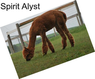 Spirit Alyst