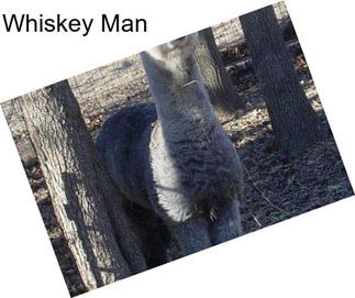 Whiskey Man