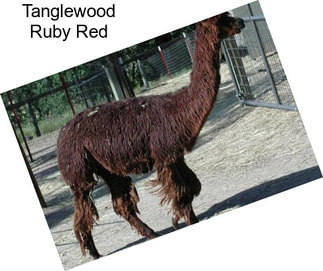 Tanglewood Ruby Red