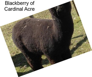 Blackberry of Cardinal Acre