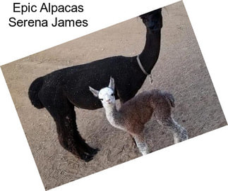 Epic Alpacas Serena James