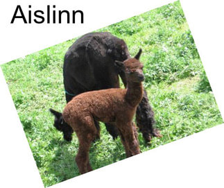 Aislinn