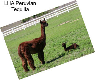 LHA Peruvian Tequilla