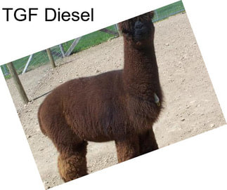 TGF Diesel
