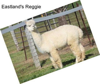 Eastland\'s Reggie