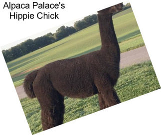 Alpaca Palace\'s Hippie Chick