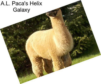 A.L. Paca\'s Helix Galaxy