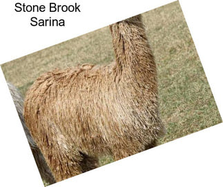 Stone Brook Sarina