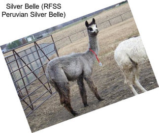 Silver Belle (RFSS Peruvian Silver Belle)