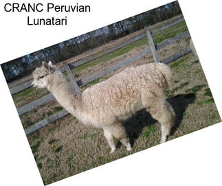 CRANC Peruvian Lunatari