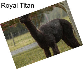 Royal Titan