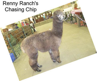 Renny Ranch\'s Chasing Chip