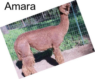 Amara