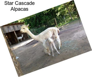 Star Cascade Alpacas