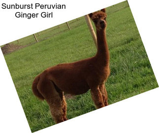 Sunburst Peruvian Ginger Girl