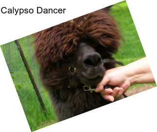 Calypso Dancer