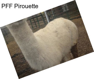 PFF Pirouette