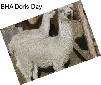 BHA Doris Day