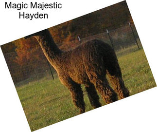 Magic Majestic Hayden