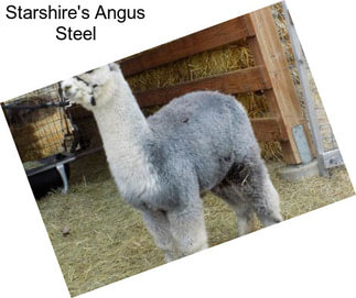 Starshire\'s Angus Steel