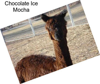 Chocolate Ice Mocha