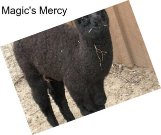 Magic\'s Mercy