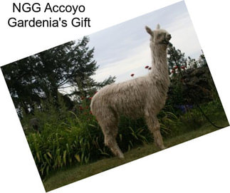 NGG Accoyo Gardenia\'s Gift