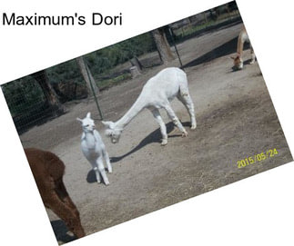 Maximum\'s Dori