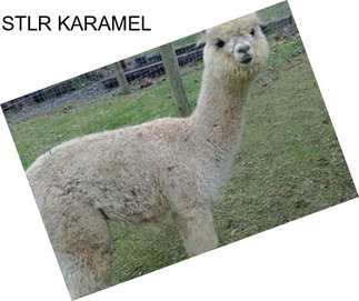 STLR KARAMEL