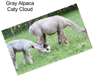 Gray Alpaca Caty Cloud