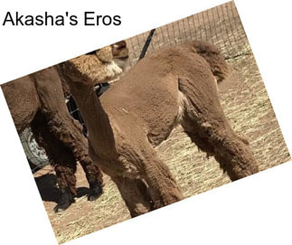 Akasha\'s Eros