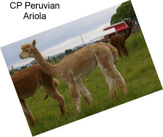 CP Peruvian Ariola