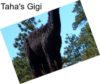 Taha\'s Gigi