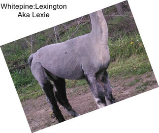 Whitepine:Lexington Aka Lexie