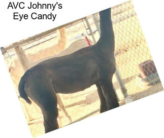 AVC Johnny\'s Eye Candy